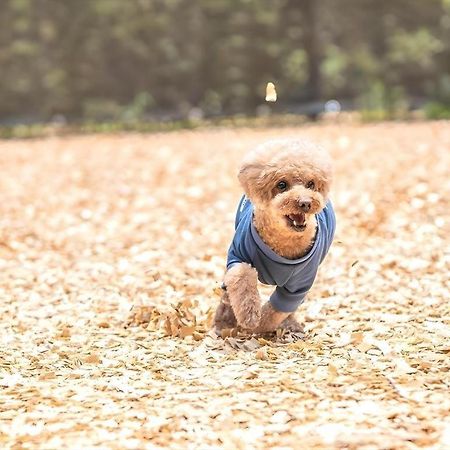 Corredor Yugawara Dog＆Resort 熱海市 エクステリア 写真