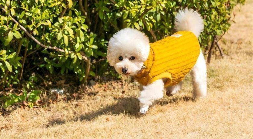 Corredor Yugawara Dog＆Resort 熱海市 エクステリア 写真