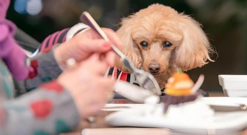 Corredor Yugawara Dog＆Resort 熱海市 エクステリア 写真