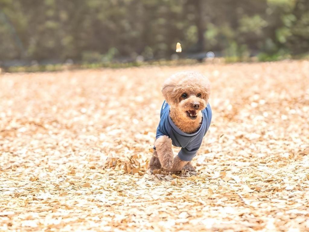 Corredor Yugawara Dog＆Resort 熱海市 エクステリア 写真